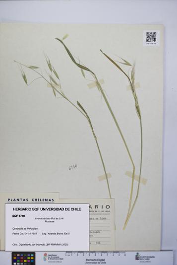 Avena barbata [Espécimen: UCH:SQF:0006746]