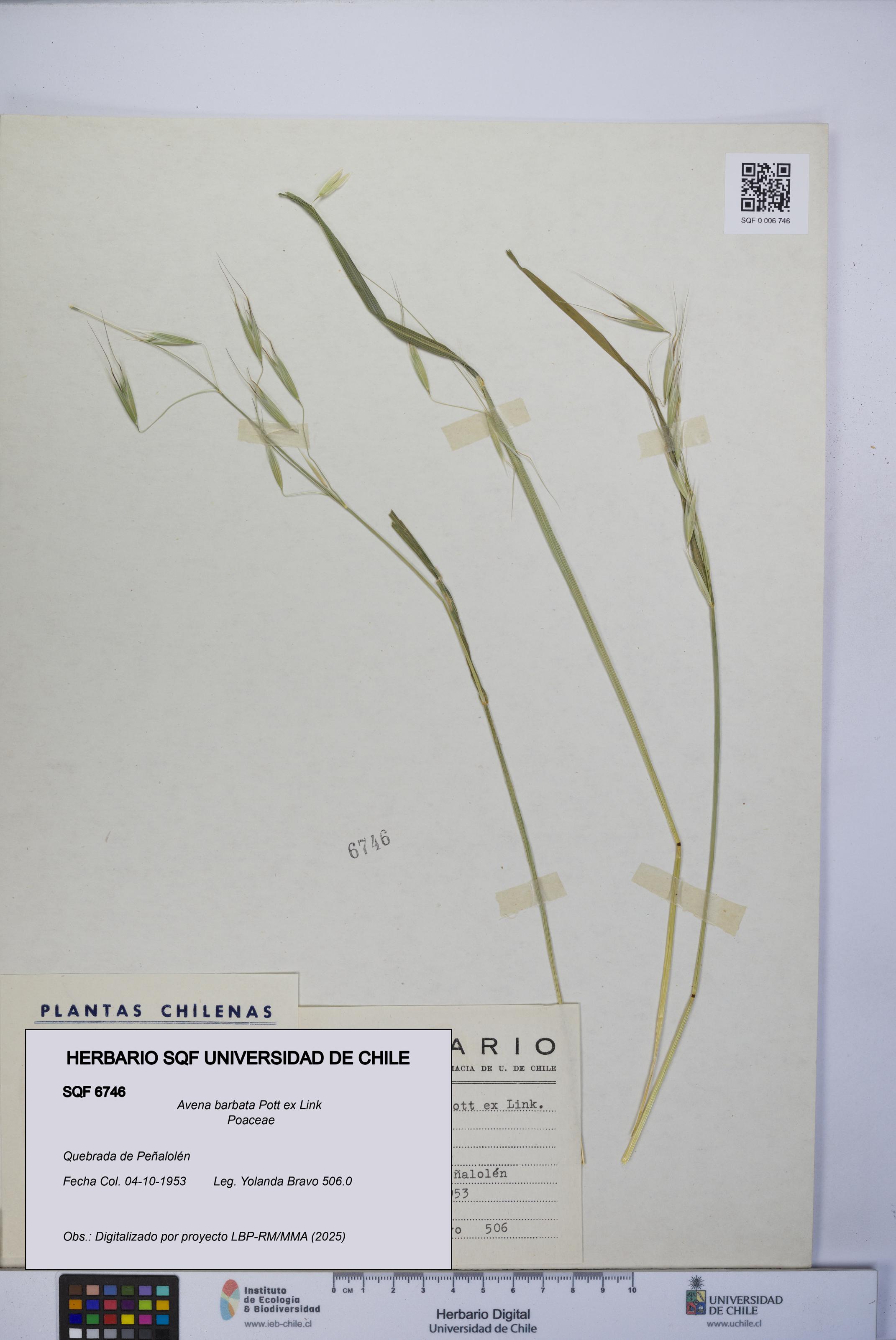 Avena barbata [Espécimen: UCH:SQF:0006746]