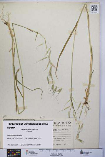 Avena barbata [Espécimen: UCH:SQF:0006747]
