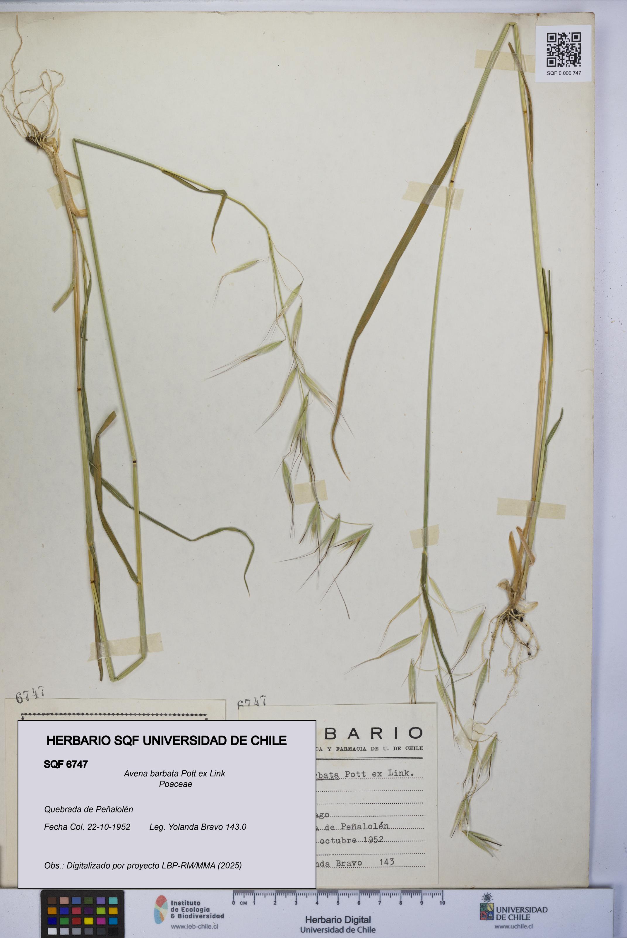 Avena barbata [Espécimen: UCH:SQF:0006747]