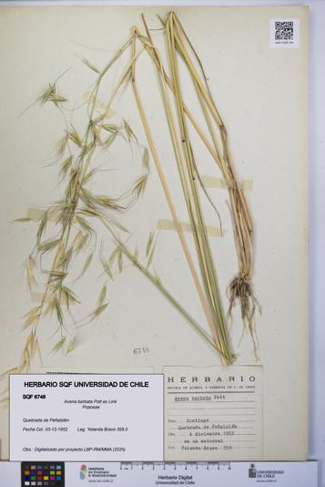 Avena barbata [Espécimen: UCH:SQF:0006748]