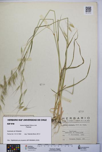 Avena barbata [Espécimen: UCH:SQF:0006749]