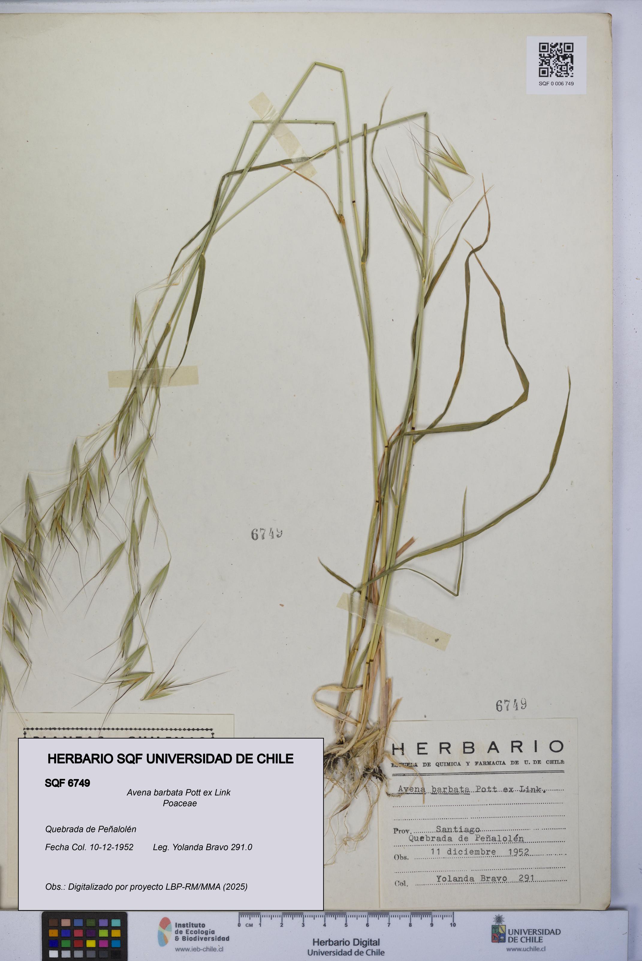 Avena barbata [Espécimen: UCH:SQF:0006749]