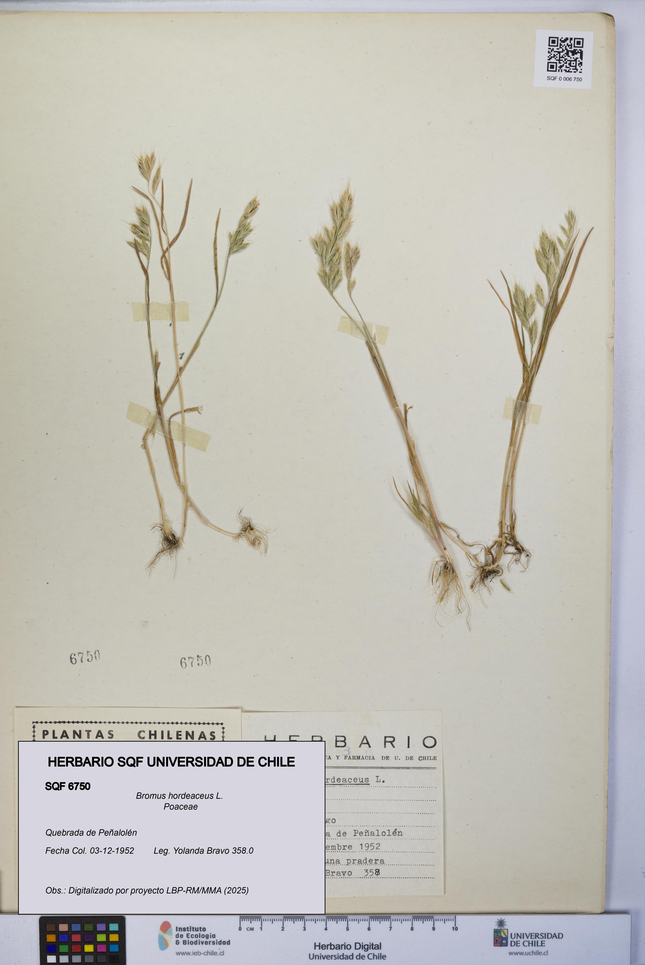 Bromus hordeaceus [Espécimen: UCH:SQF:0006750]