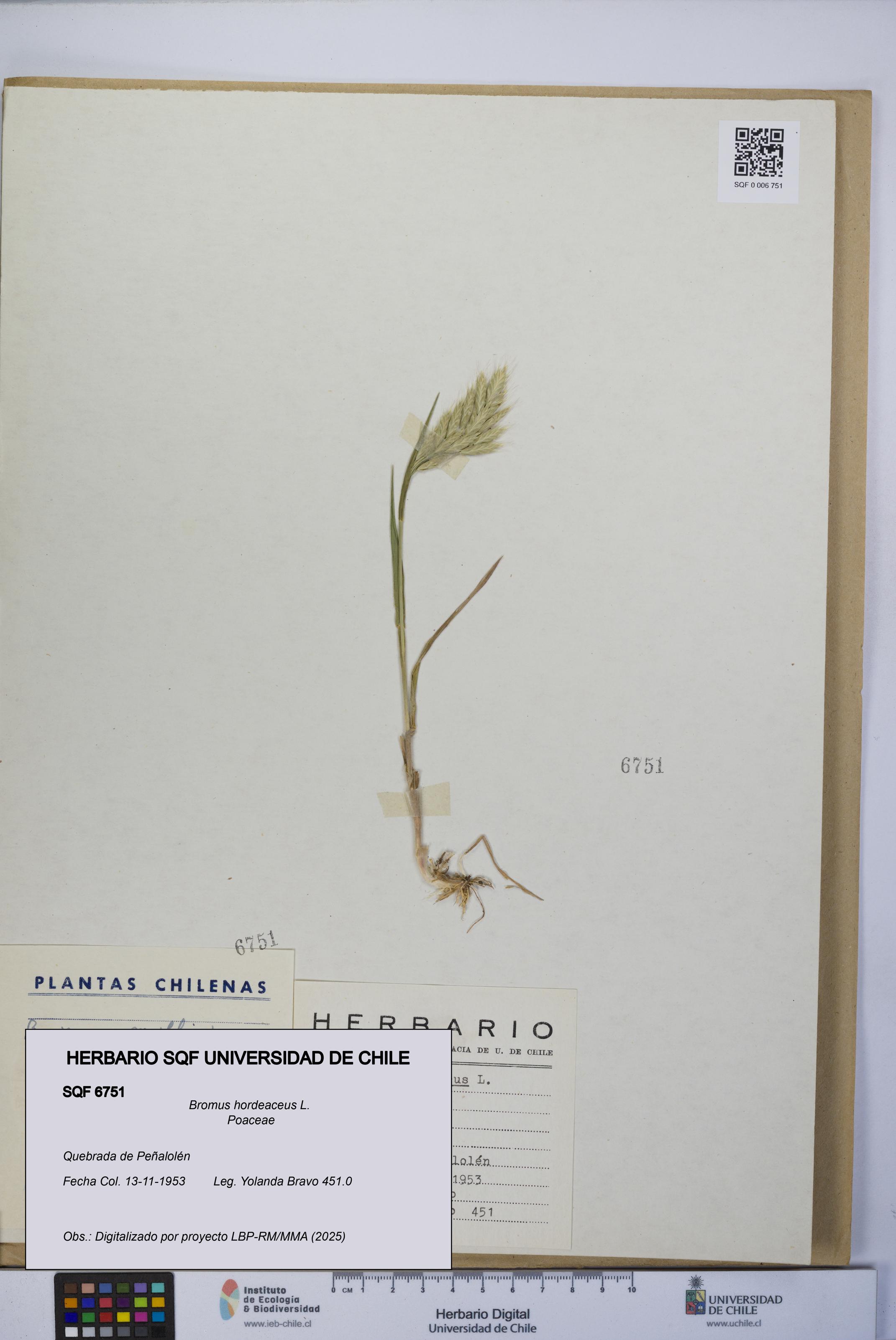 Bromus hordeaceus [Espécimen: UCH:SQF:0006751]