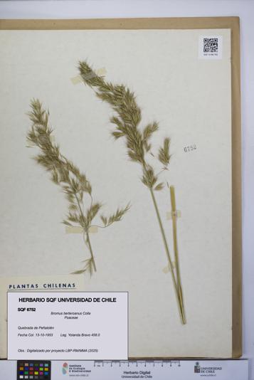 Bromus berteroanus [Espécimen: UCH:SQF:0006752]
