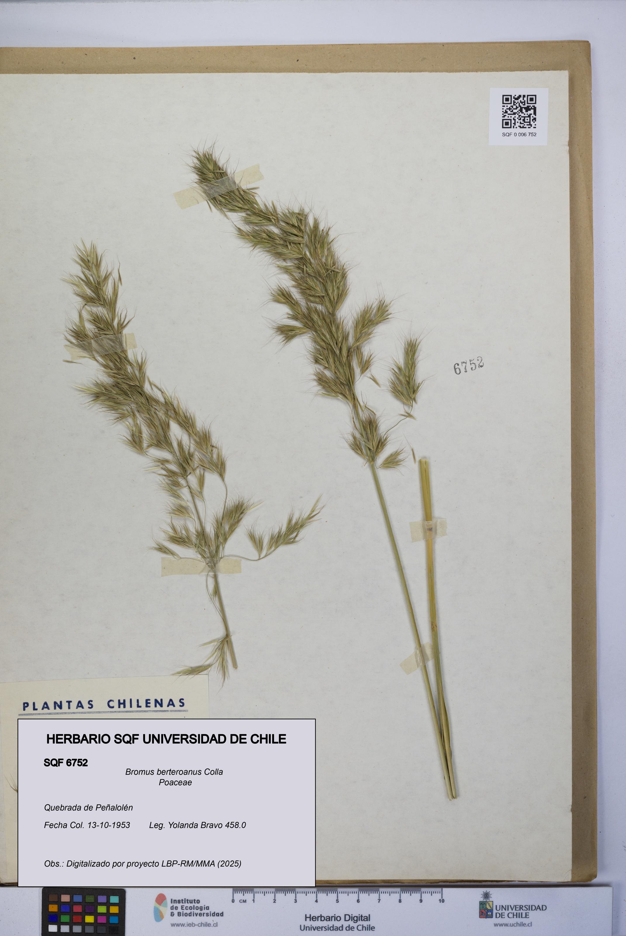 Bromus berteroanus [Espécimen: UCH:SQF:0006752]