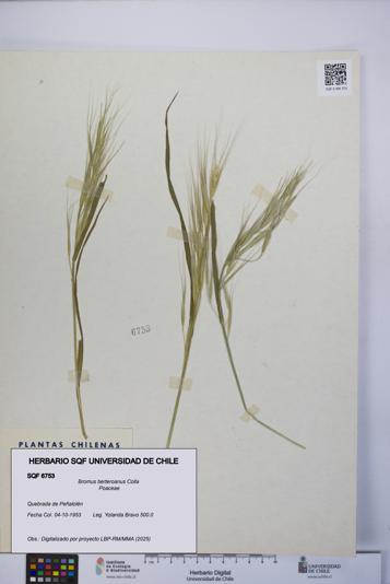 Bromus berteroanus [Espécimen: UCH:SQF:0006753]