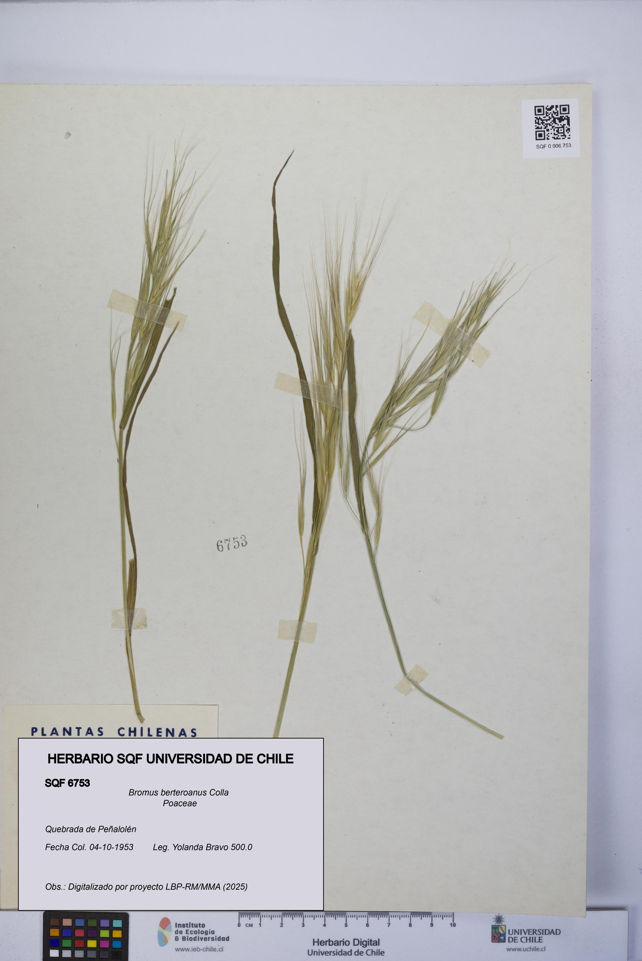 Bromus berteroanus [Espécimen: UCH:SQF:0006753]