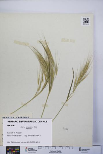 Bromus berteroanus [Espécimen: UCH:SQF:0006754]
