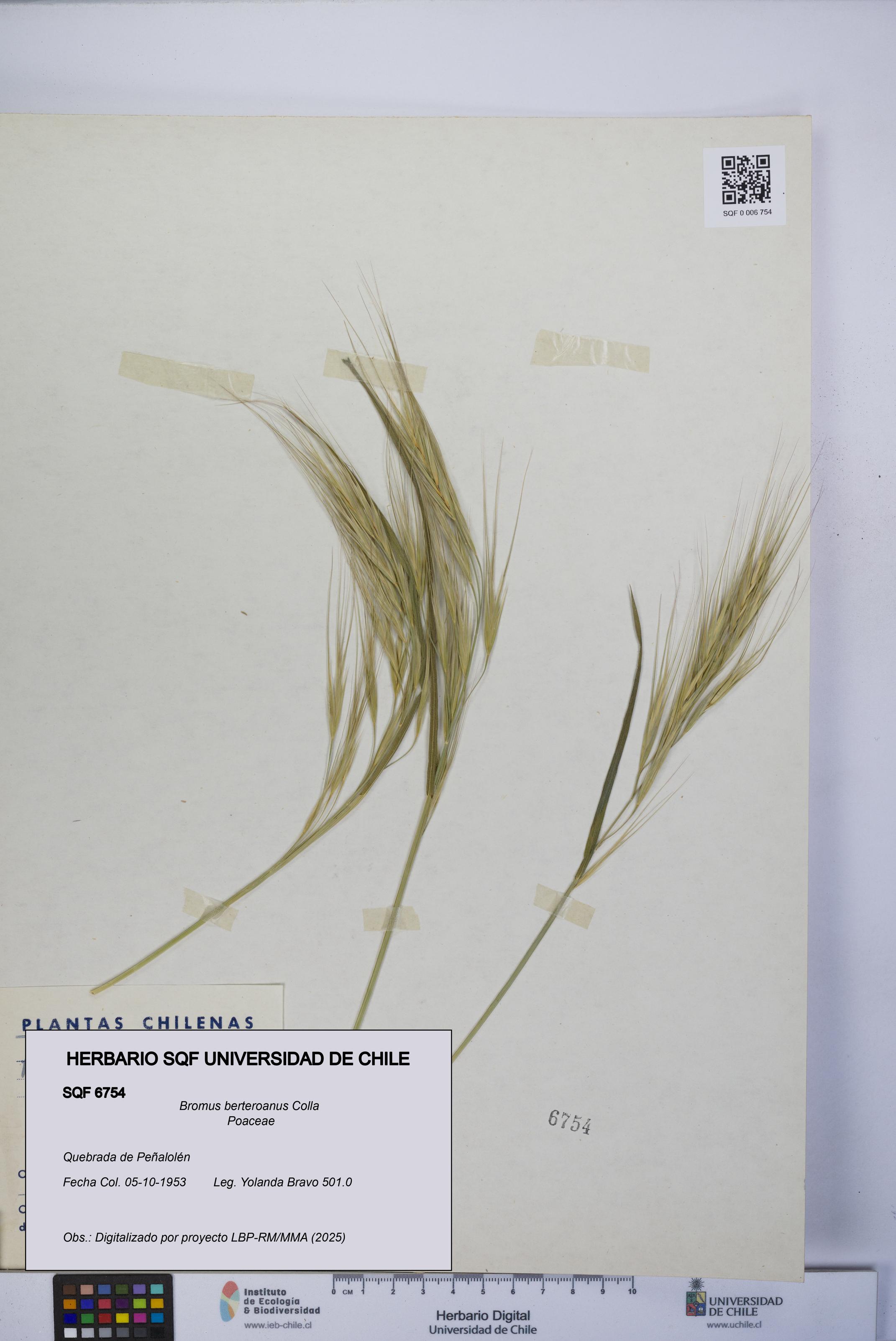 Bromus berteroanus [Espécimen: UCH:SQF:0006754]