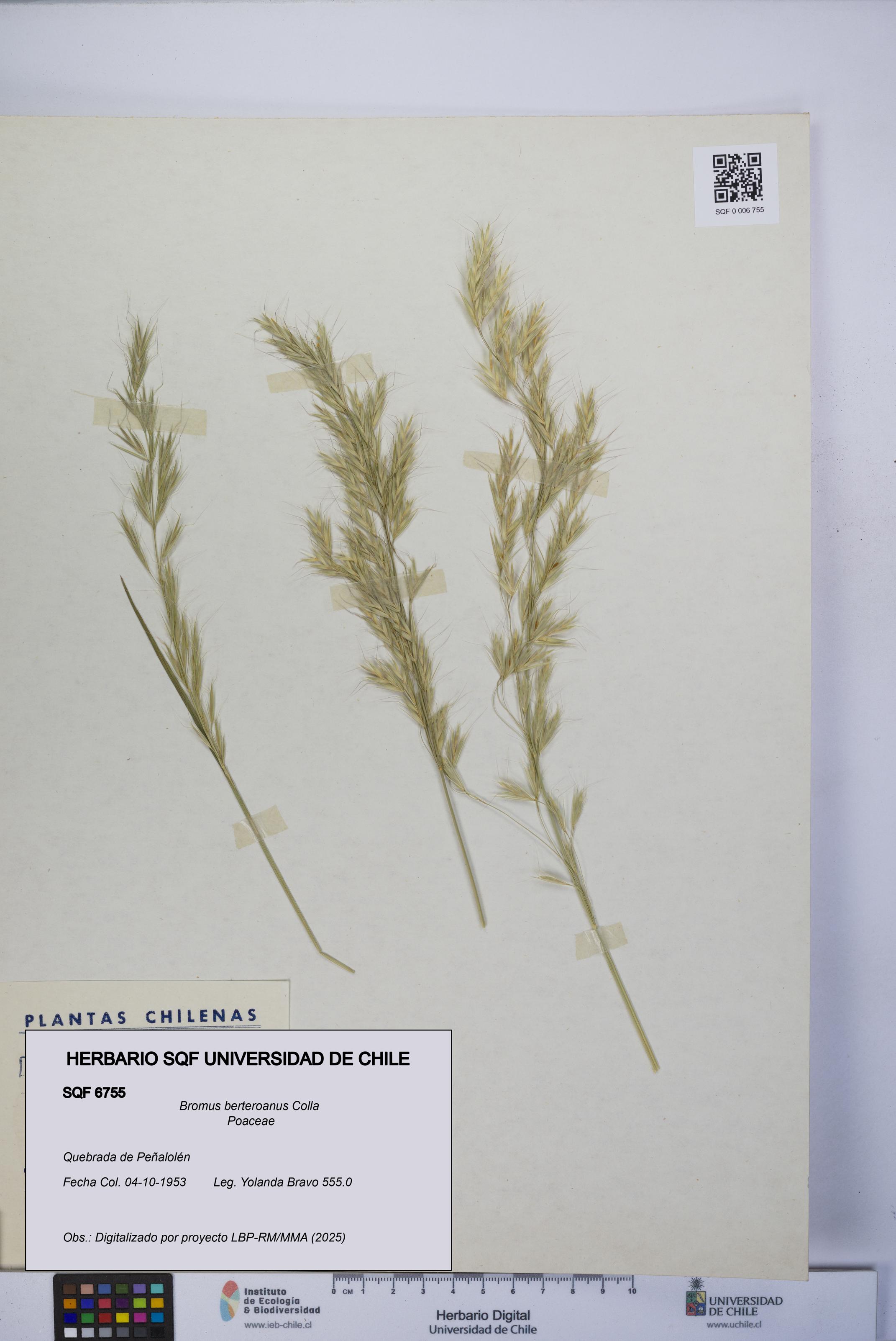 Bromus berteroanus [Espécimen: UCH:SQF:0006755]
