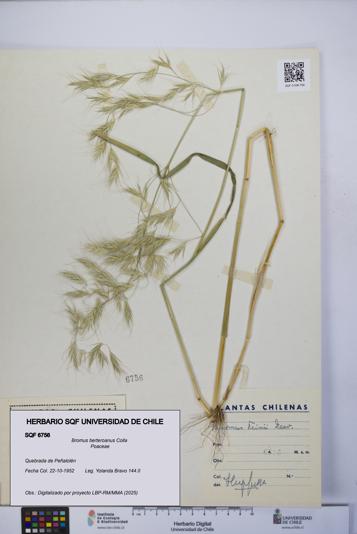 Bromus berteroanus [Espécimen: UCH:SQF:0006756]