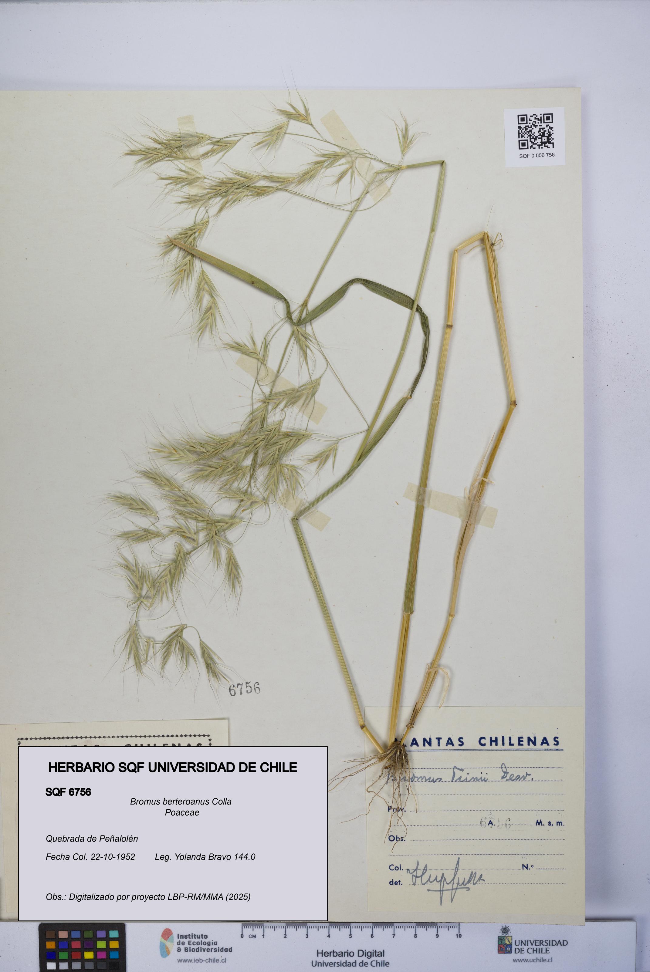 Bromus berteroanus [Espécimen: UCH:SQF:0006756]