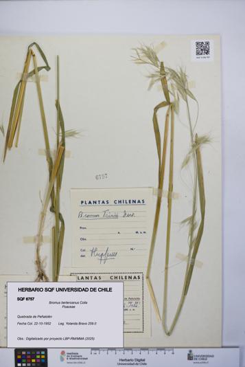 Bromus berteroanus [Espécimen: UCH:SQF:0006757]