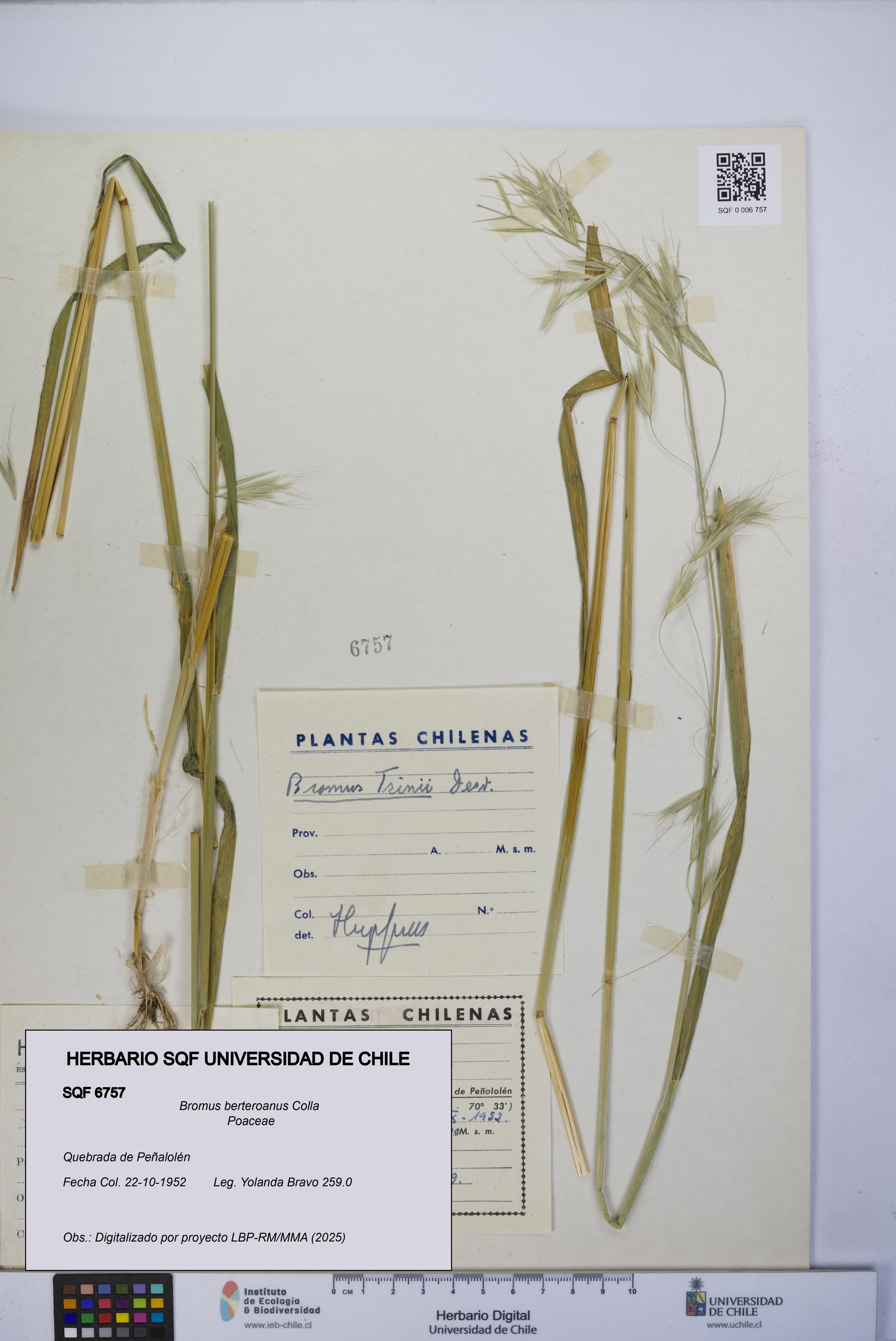 Bromus berteroanus [Espécimen: UCH:SQF:0006757]