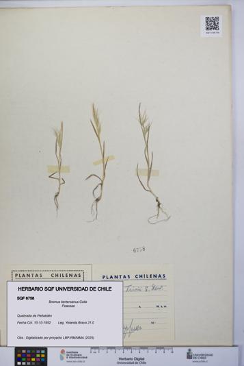 Bromus berteroanus [Espécimen: UCH:SQF:0006758]