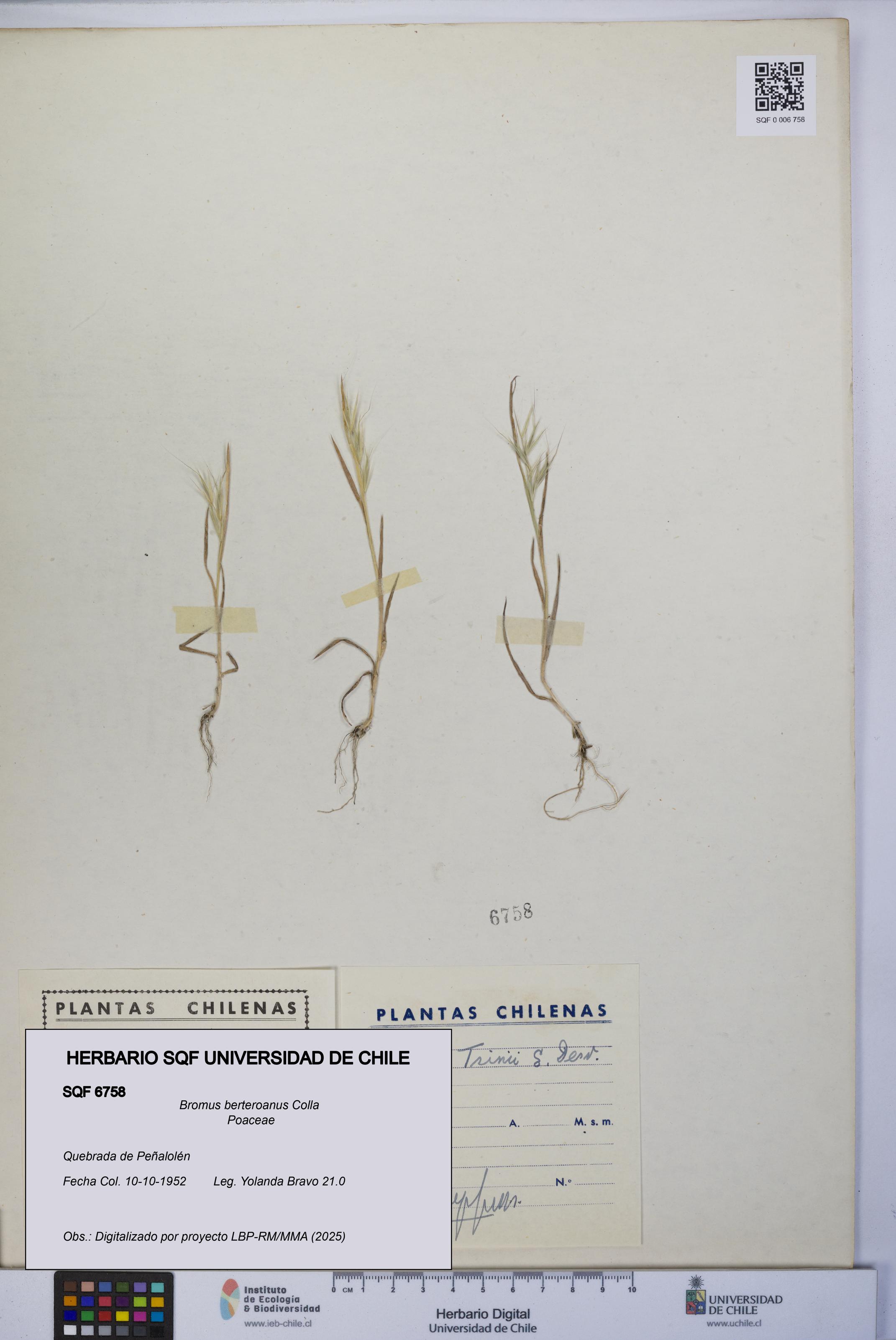 Bromus berteroanus [Espécimen: UCH:SQF:0006758]