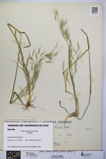 Bromus berteroanus [Espécimen: UCH:SQF:0006759]