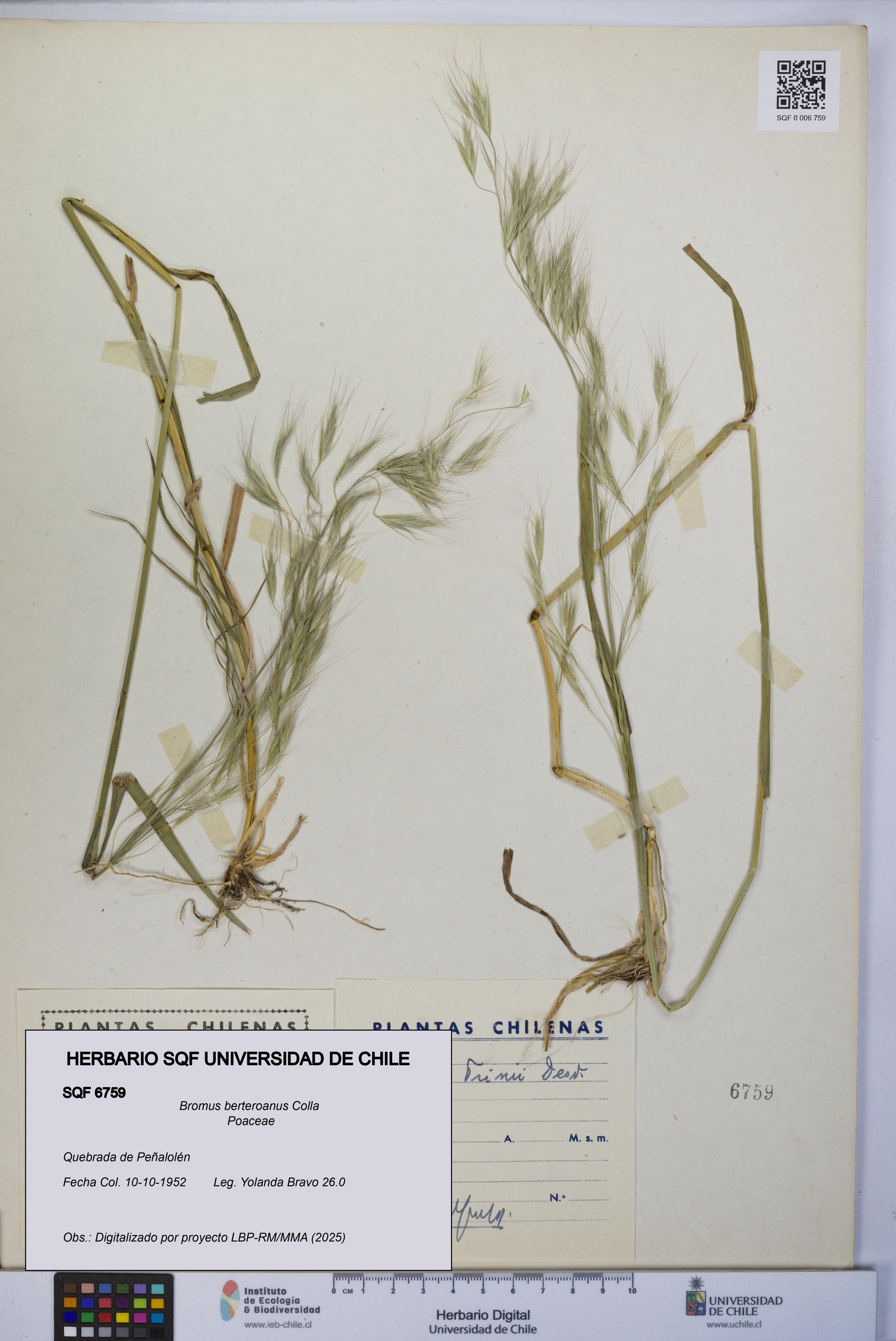 Bromus berteroanus [Espécimen: UCH:SQF:0006759]