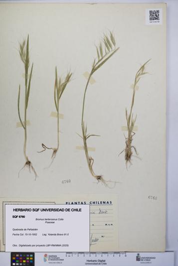 Bromus berteroanus [Espécimen: UCH:SQF:0006760]