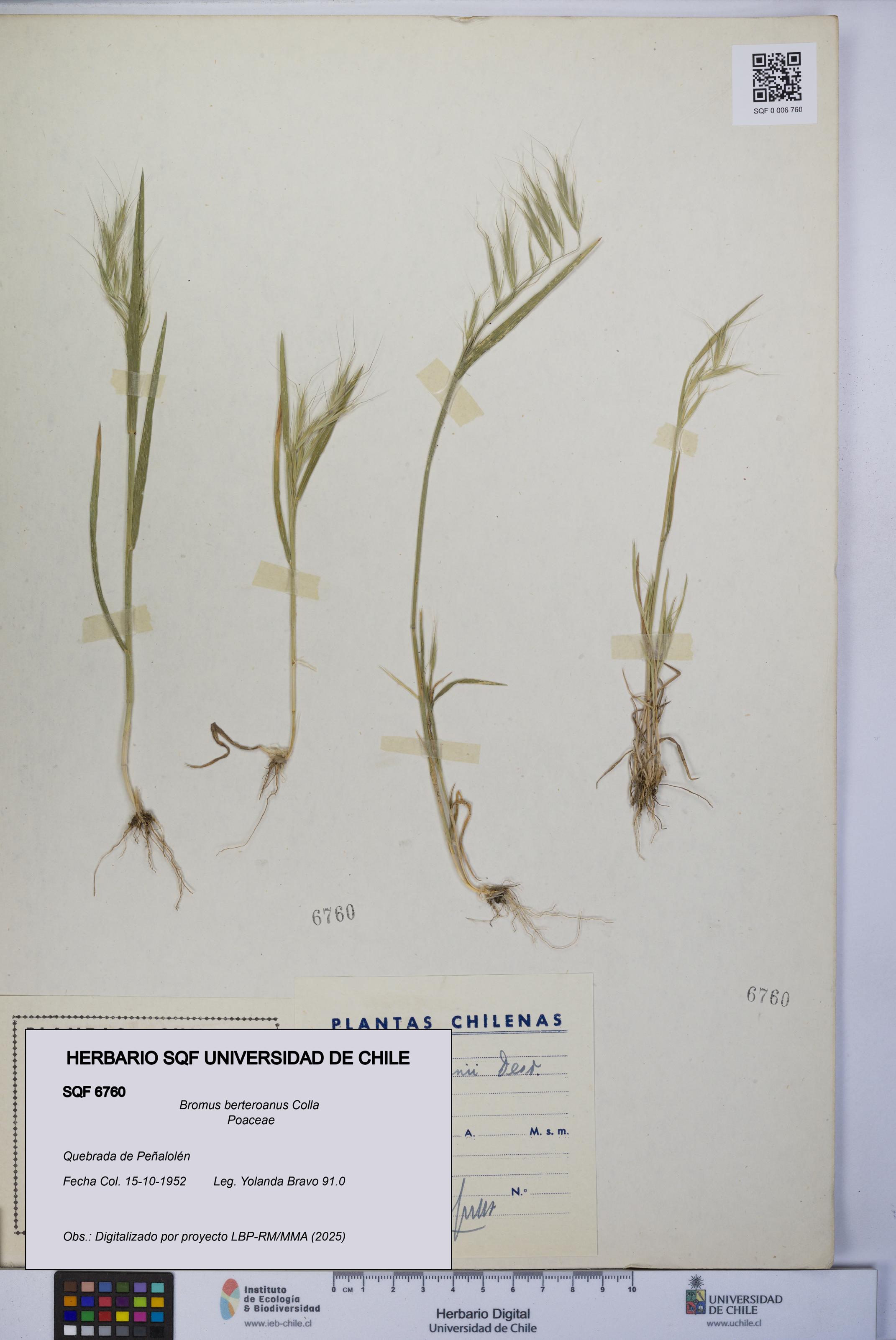 Bromus berteroanus [Espécimen: UCH:SQF:0006760]