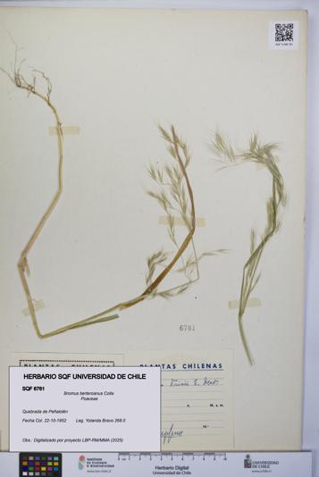 Bromus berteroanus [Espécimen: UCH:SQF:0006761]