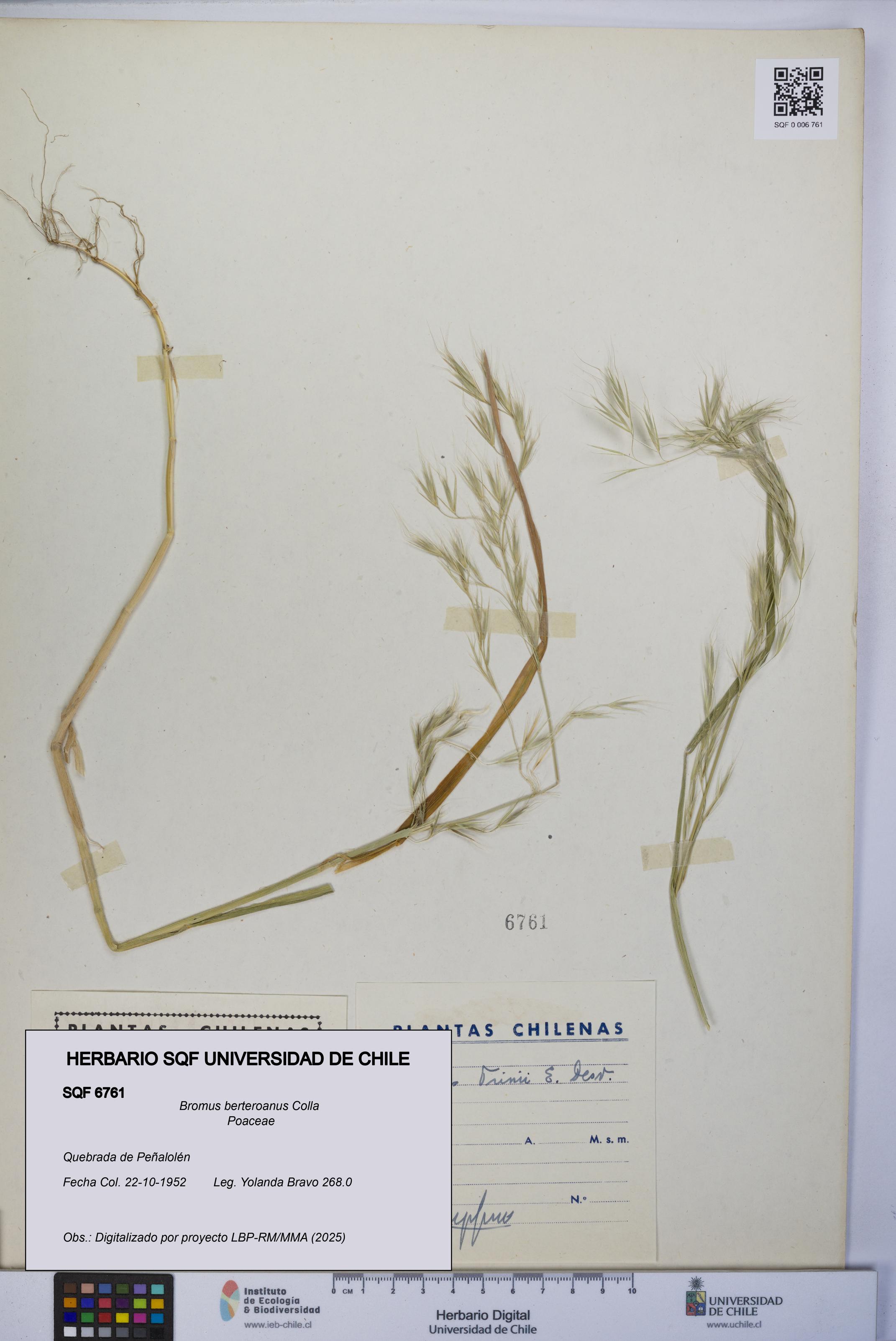 Bromus berteroanus [Espécimen: UCH:SQF:0006761]
