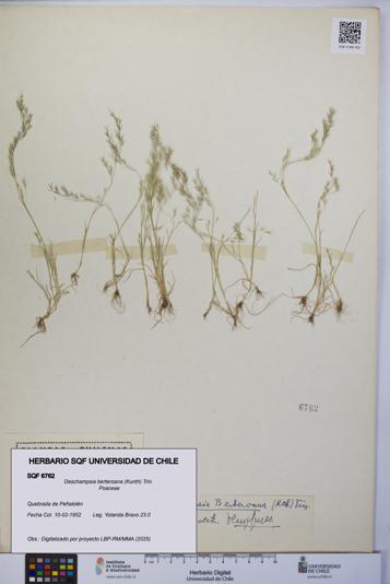 Deschampsia berteroana [Espécimen: UCH:SQF:0006762]