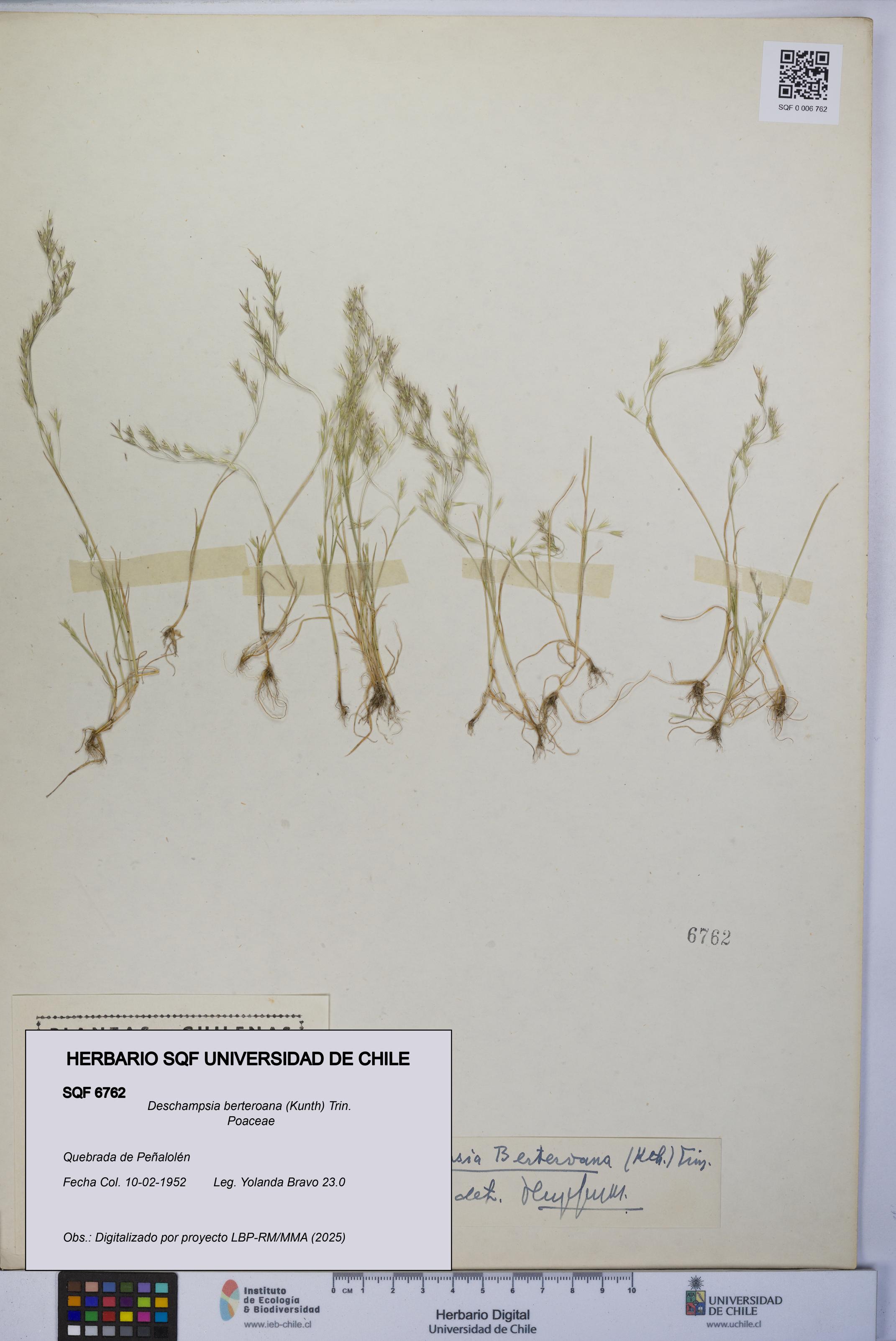 Deschampsia berteroana [Espécimen: UCH:SQF:0006762]