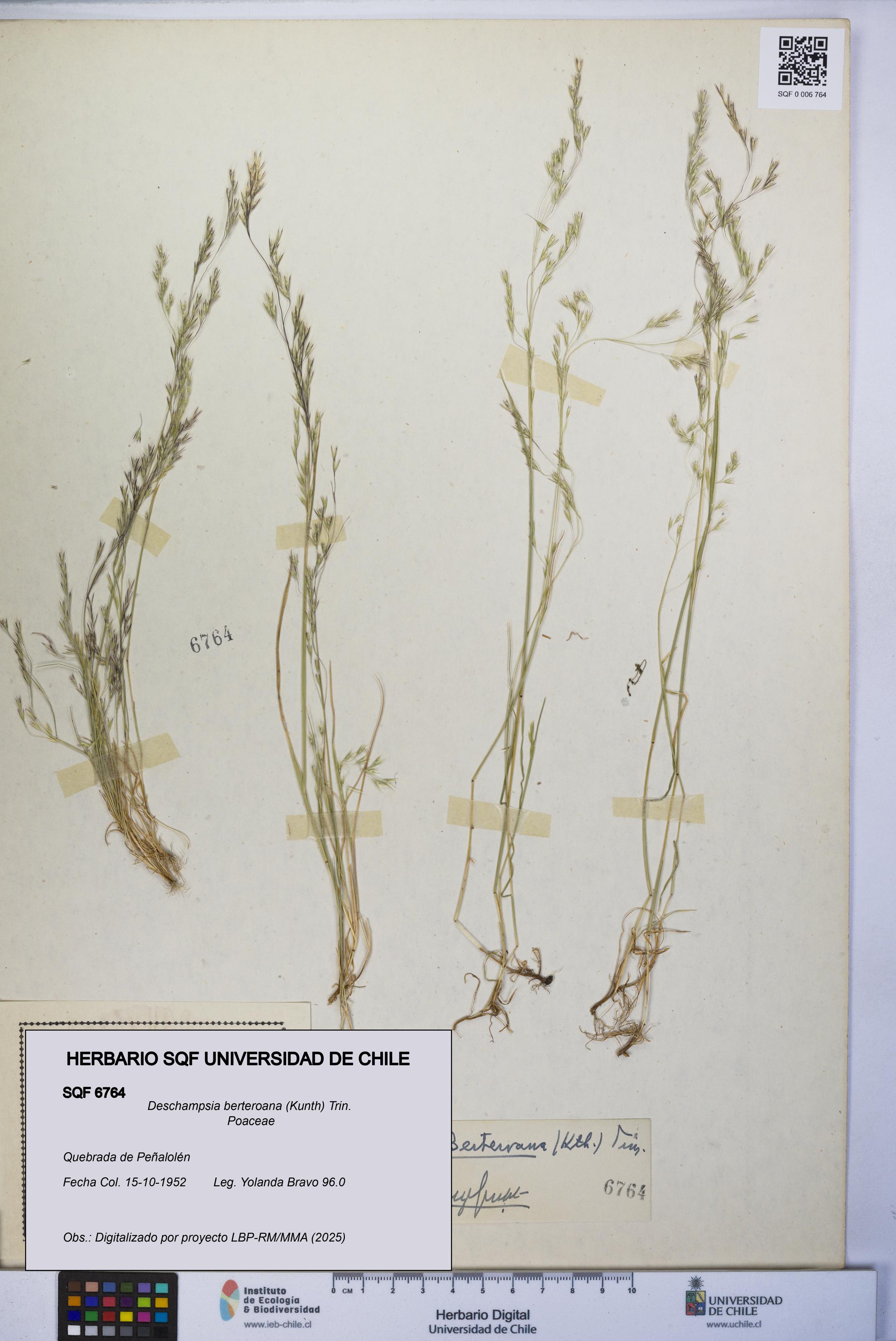 Deschampsia berteroana [Espécimen: UCH:SQF:0006764]