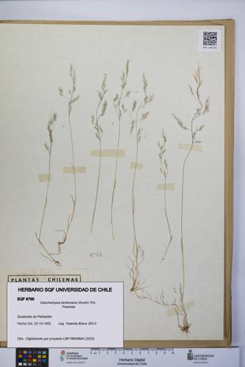 Deschampsia berteroana [Espécimen: UCH:SQF:0006765]