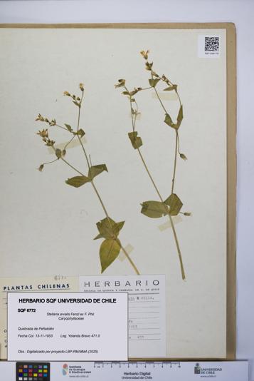Stellaria arvalis [Espécimen: UCH:SQF:0006772]