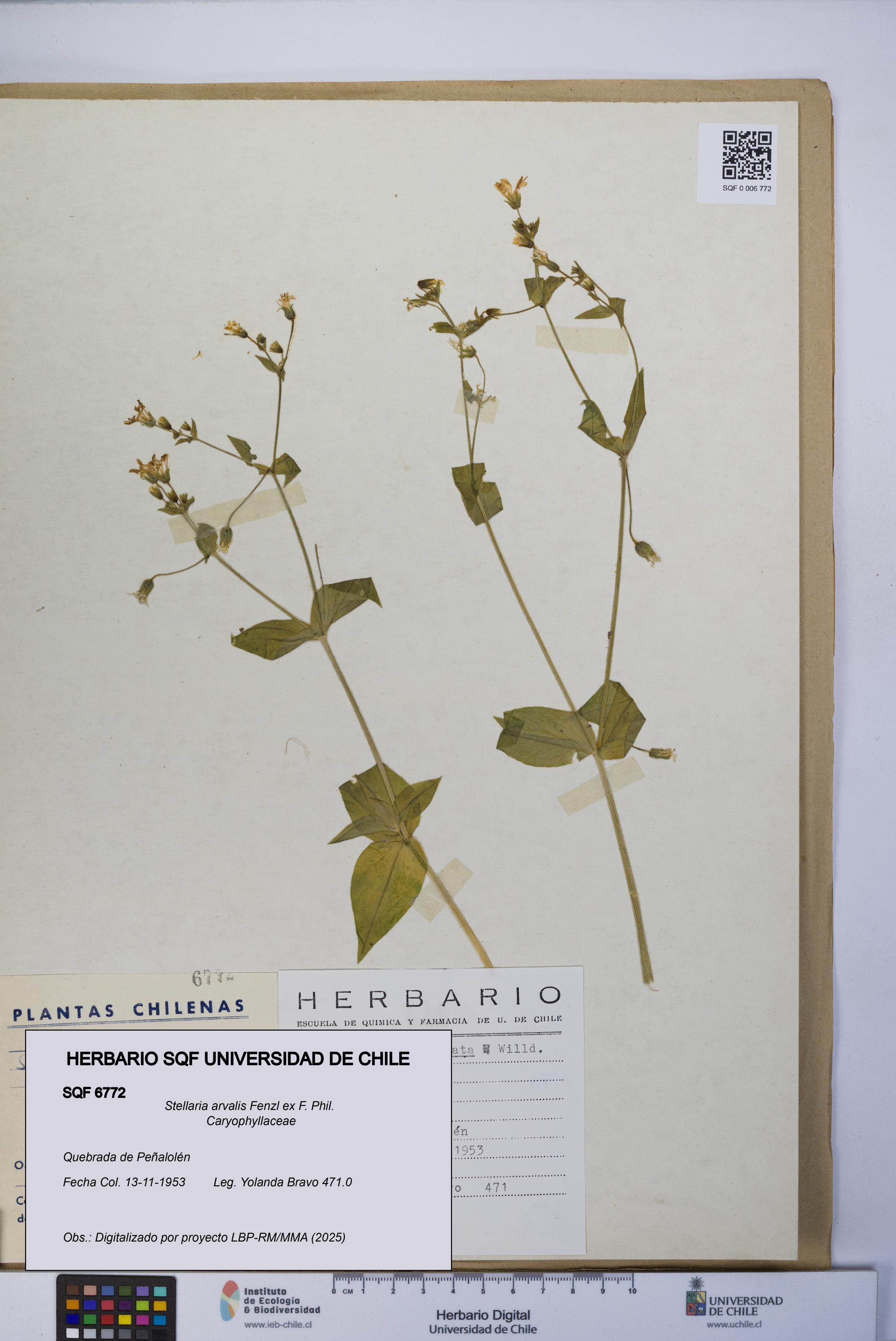 Stellaria arvalis [Espécimen: UCH:SQF:0006772]