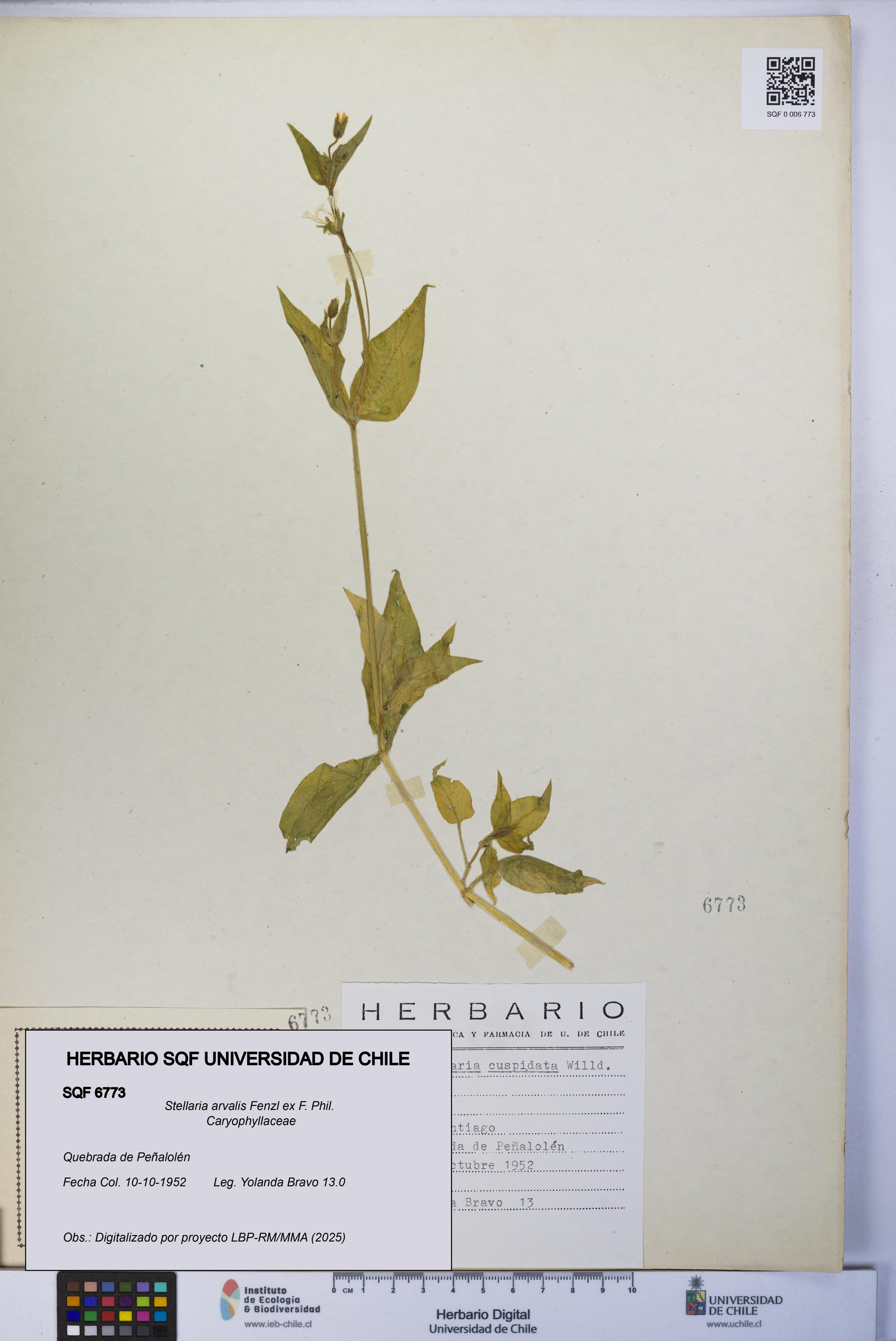 Stellaria arvalis [Espécimen: UCH:SQF:0006773]