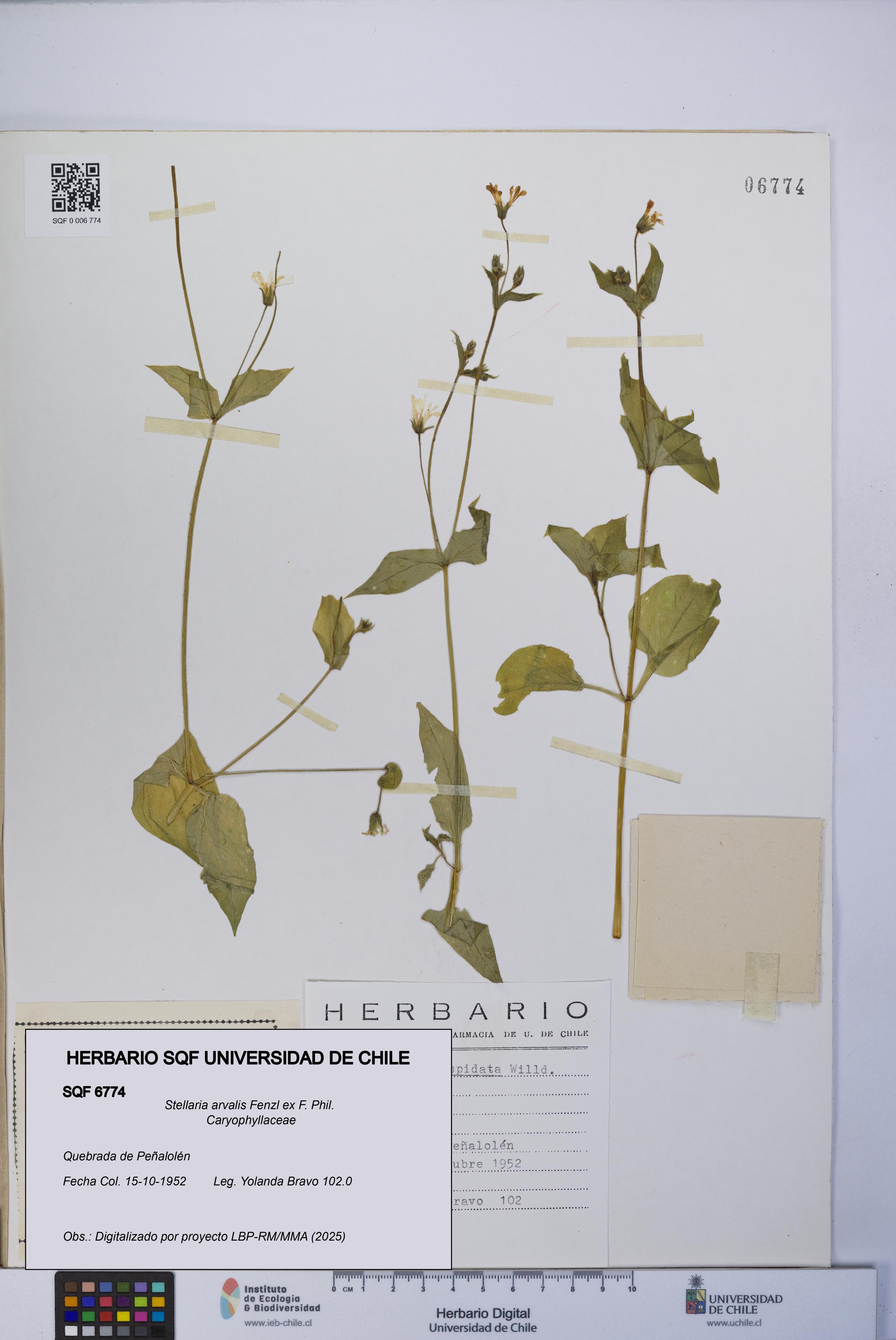 Stellaria arvalis [Espécimen: UCH:SQF:0006774]