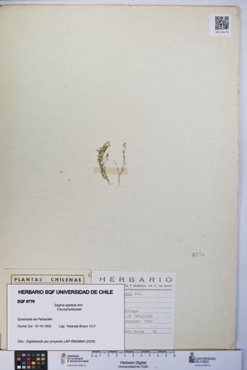 Sagina apetala [Espécimen: UCH:SQF:0006775]
