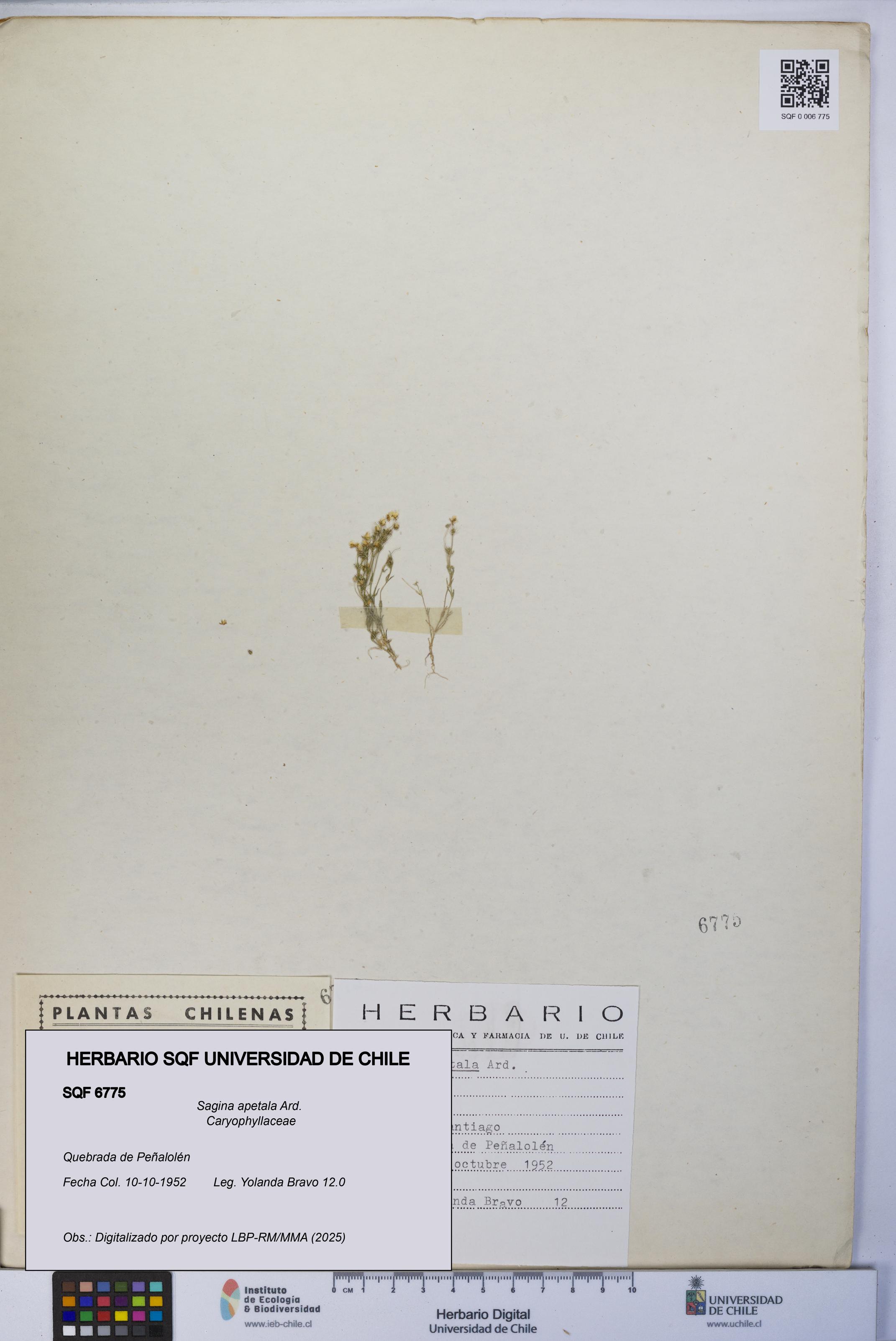 Sagina apetala [Espécimen: UCH:SQF:0006775]