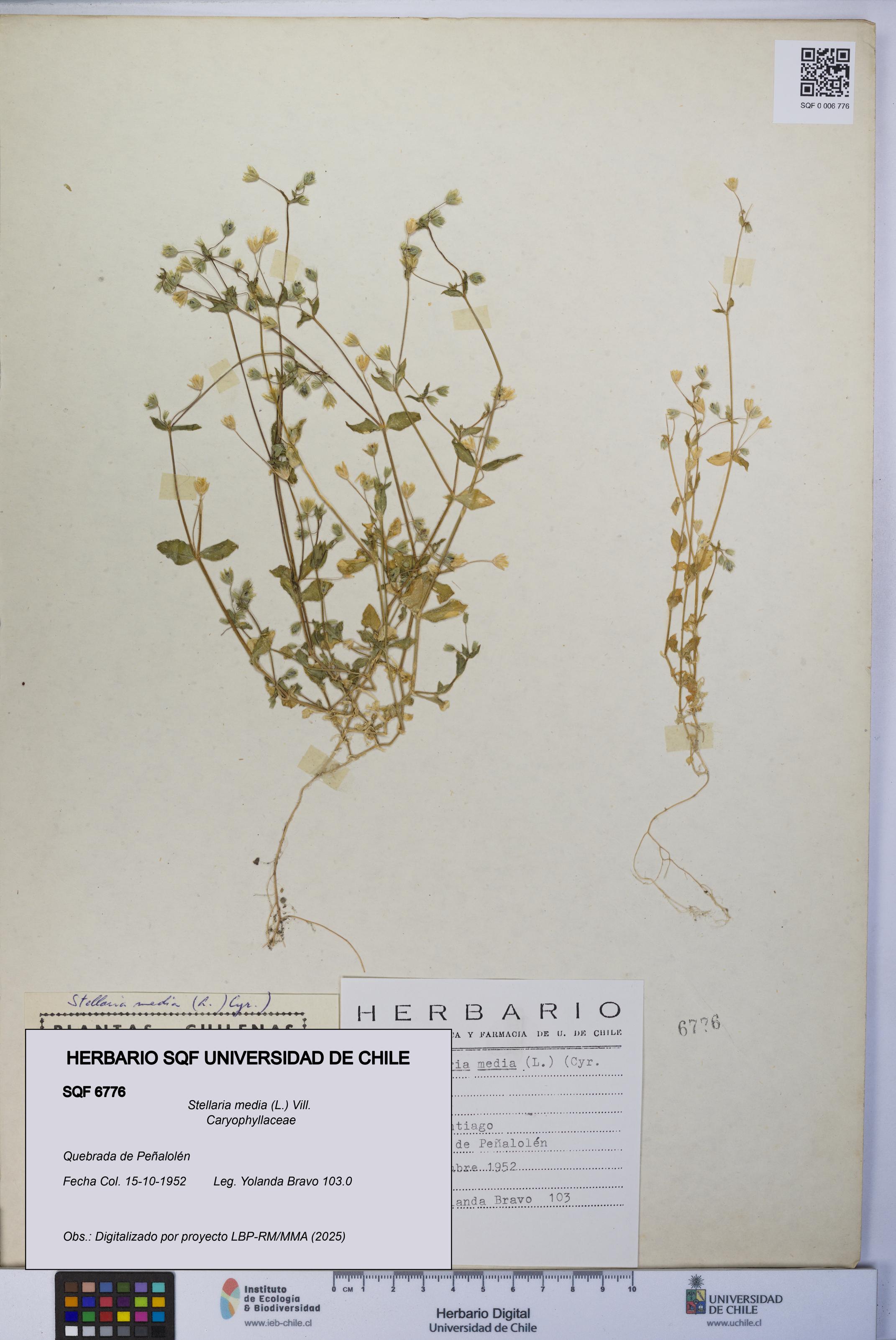Stellaria media [Espécimen: UCH:SQF:0006776]