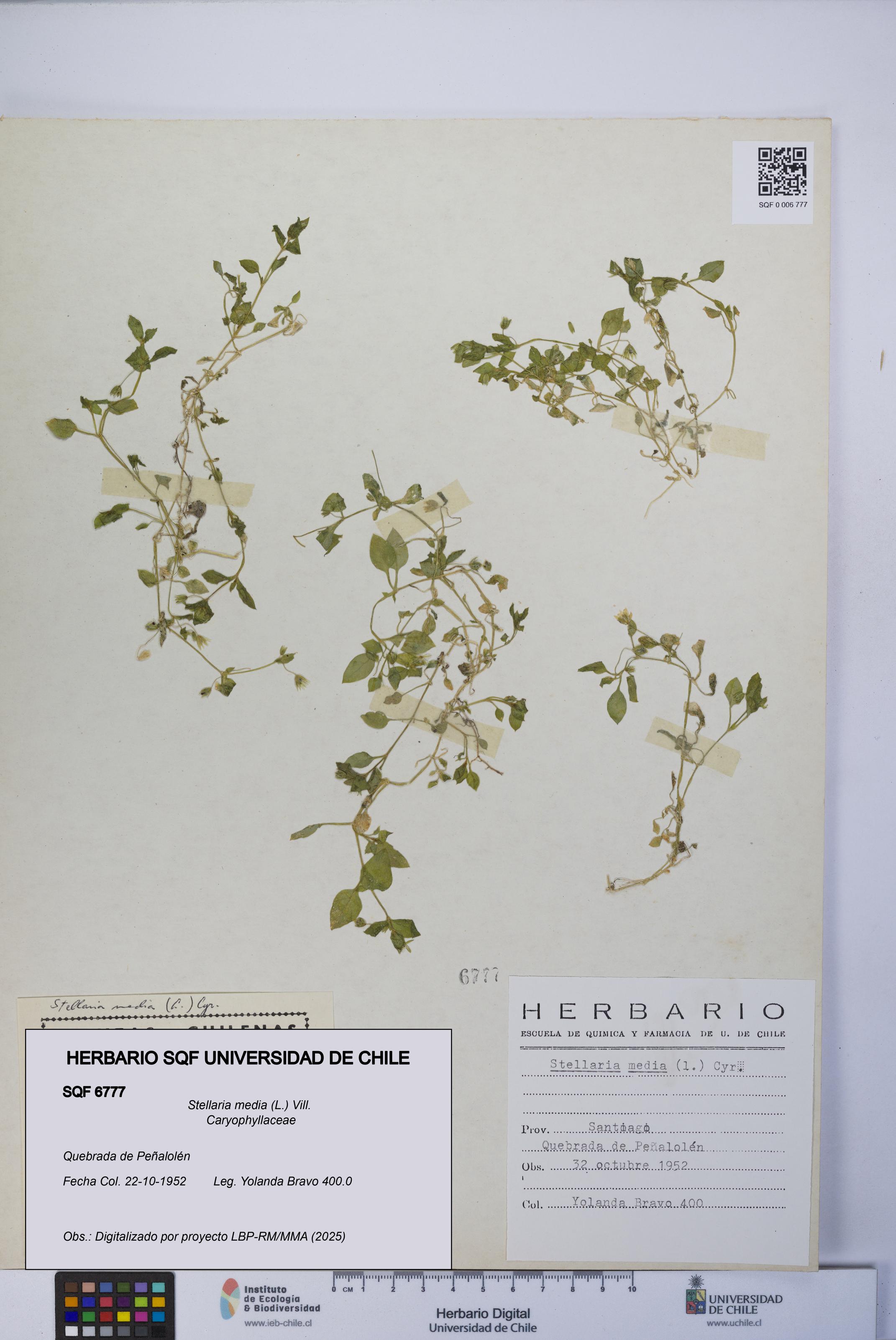 Stellaria media [Espécimen: UCH:SQF:0006777]