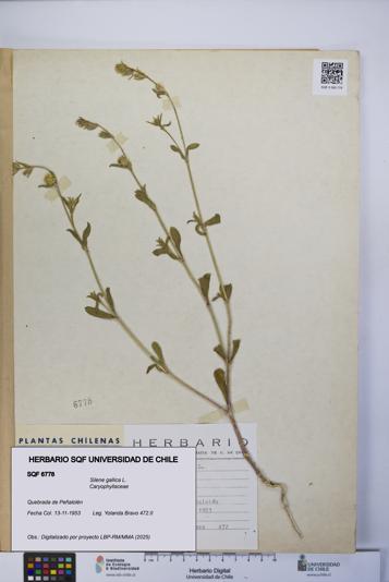 Silene gallica [Espécimen: UCH:SQF:0006778]