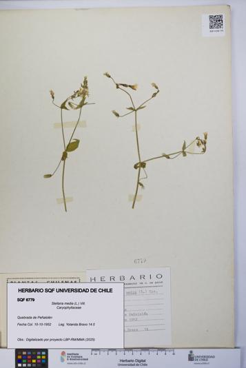 Stellaria media [Espécimen: UCH:SQF:0006779]