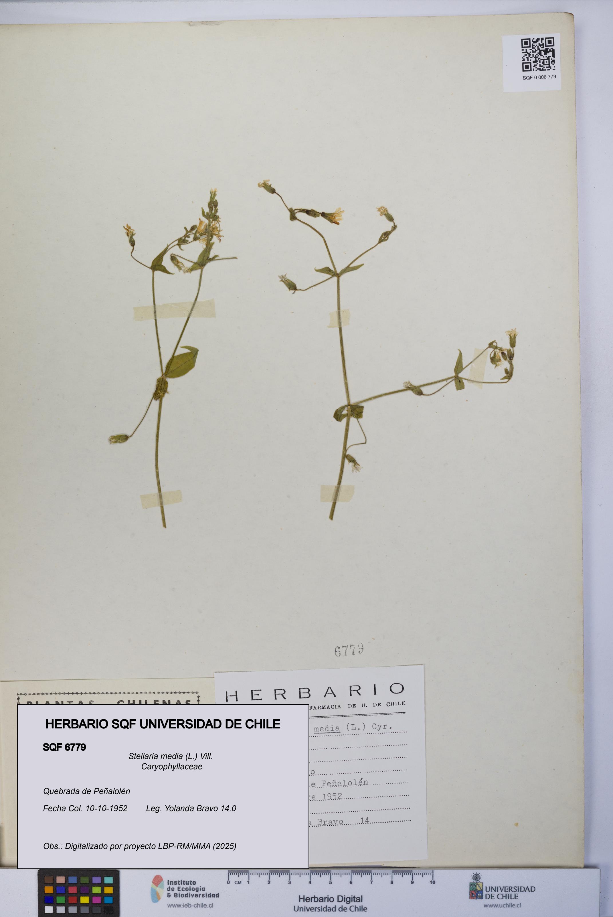 Stellaria media [Espécimen: UCH:SQF:0006779]