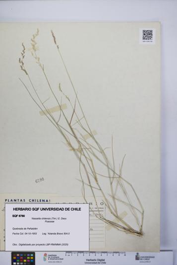 Nassella chilensis [Espécimen: UCH:SQF:0006780]