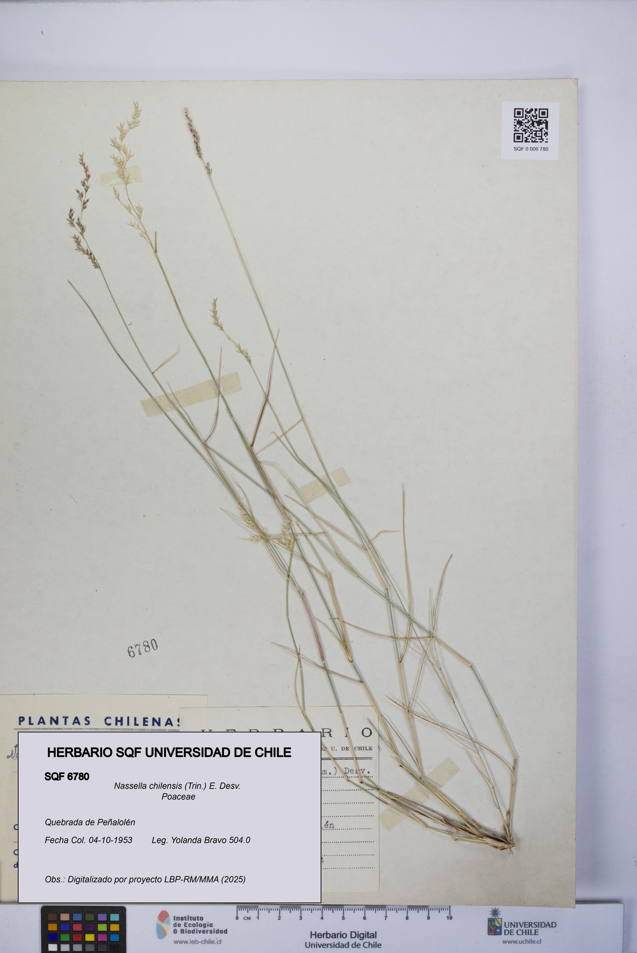 Nassella chilensis [Espécimen: UCH:SQF:0006780]