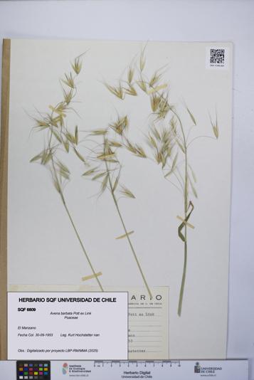 Avena barbata [Espécimen: UCH:SQF:0006809]