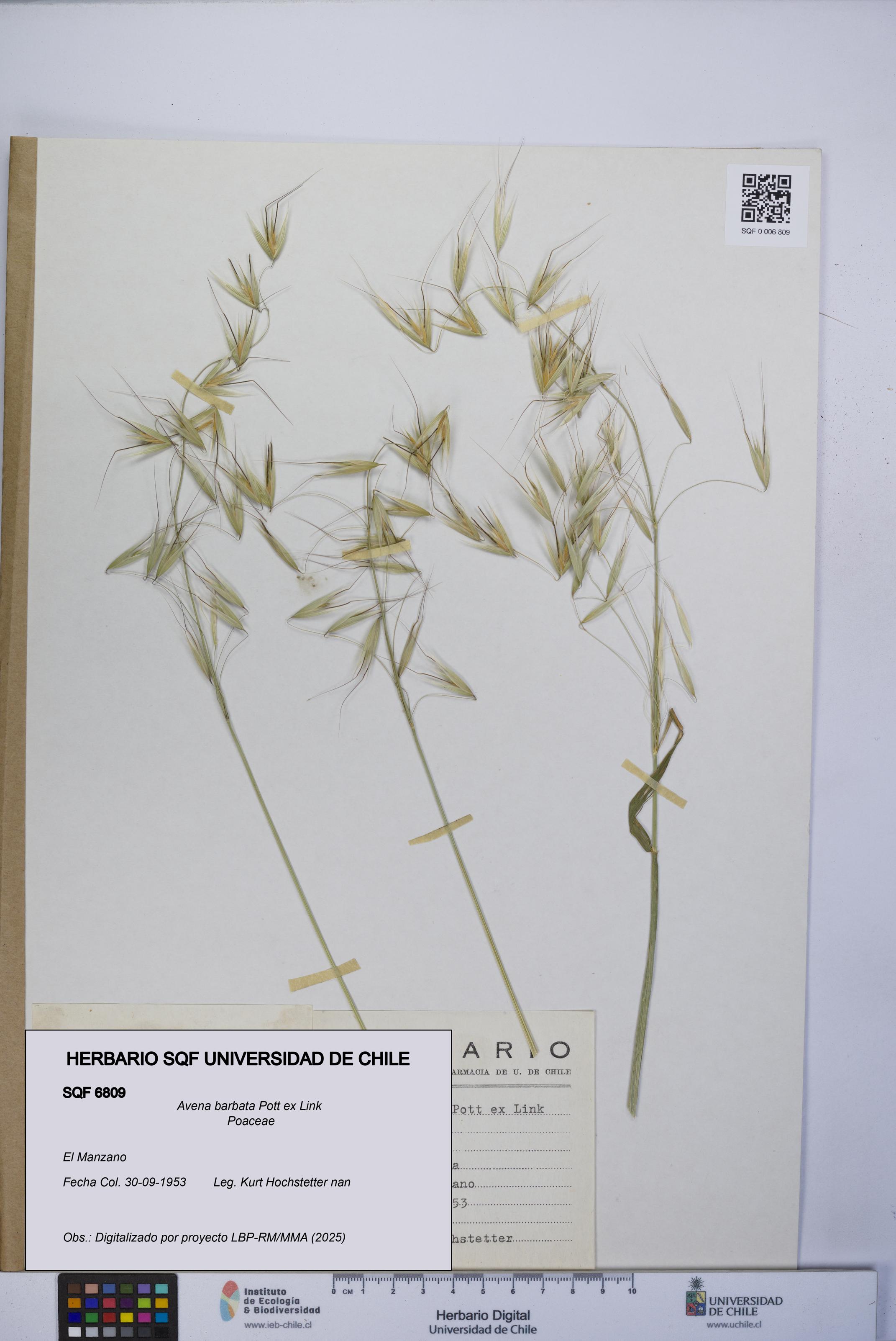 Avena barbata [Espécimen: UCH:SQF:0006809]
