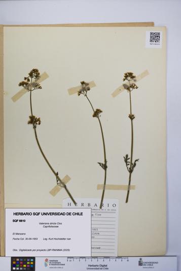 Valeriana stricta [Espécimen: UCH:SQF:0006810]