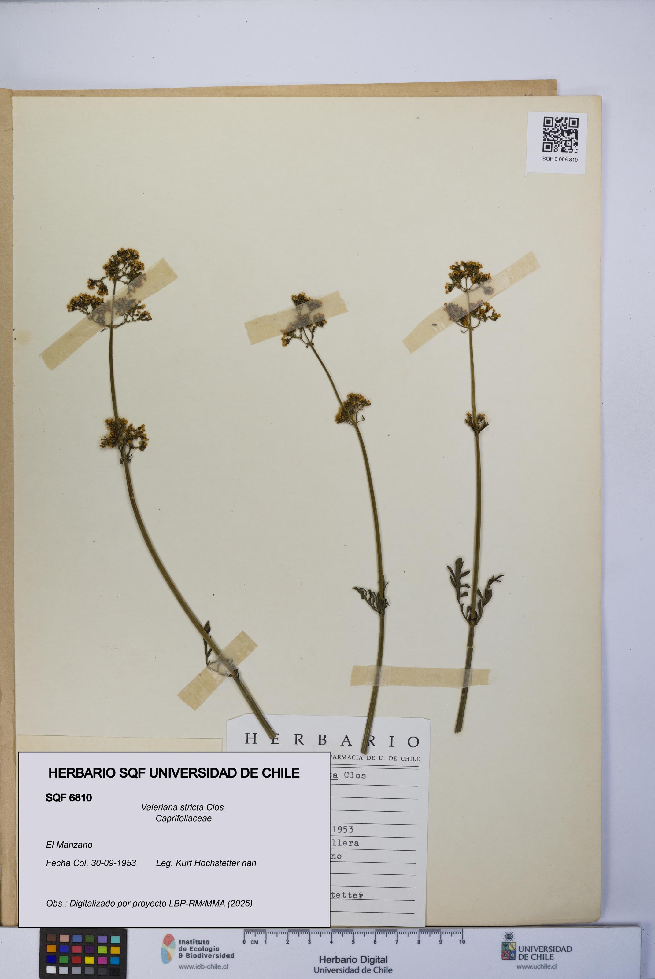 Valeriana stricta [Espécimen: UCH:SQF:0006810]