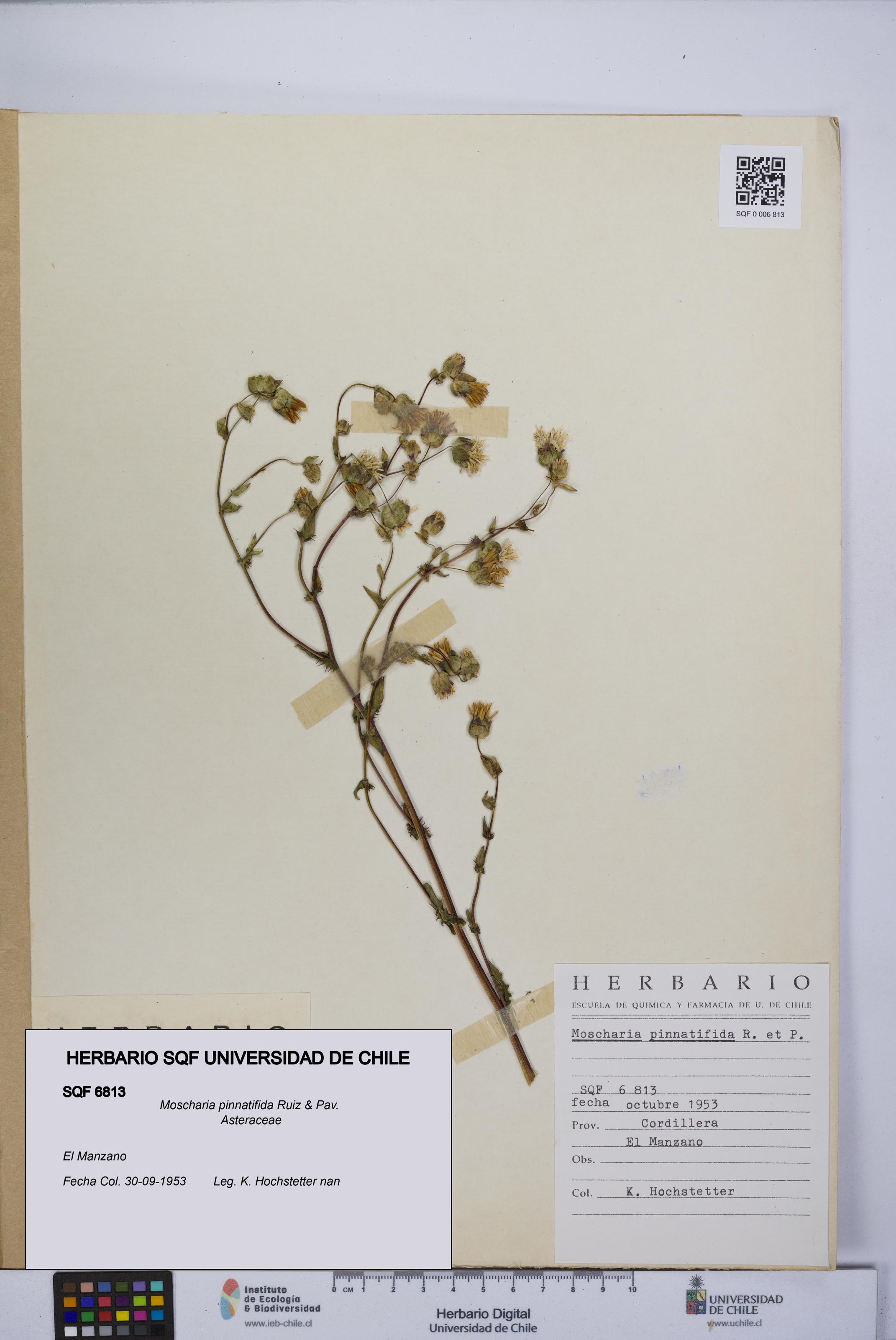 Moscharia pinnatifida [Espécimen: UCH:SQF:0006813]